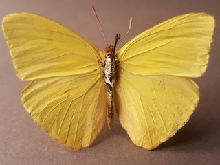 La Pieza del Mes: Lepidópteras, colección entomológica MHNV