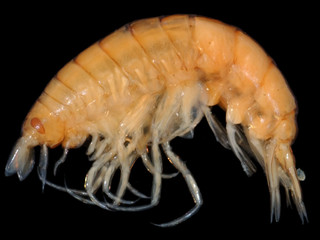 Vibilia antarctica Stebbing, 1888, una de las 178 especies agregadas a la lista de anfípodos de Chile.