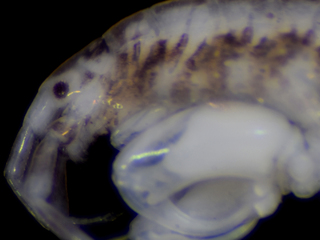 Macho del anfípodo desconocido de Carelmapu y Quellón.