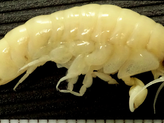 Uno de los ejemplares hembras de Trischizostoma crosnieri encontrados a 874 metros de profundidad frente a Concepción.