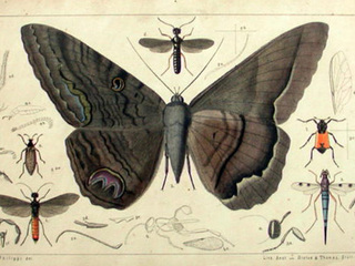 Philippi, 1871. StettinerEntZeit 32, lamina original coloreada.