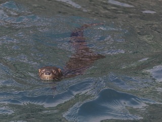 Fotografía de un Chungungo