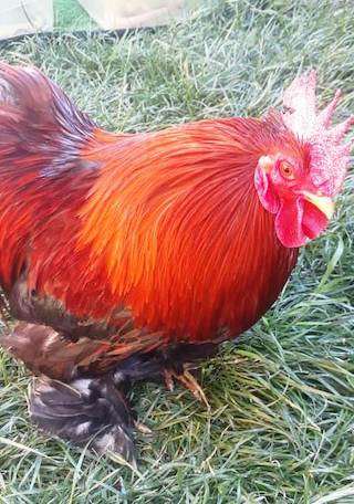 Gallina cochinchina. (Fotografía: Diego Jara).