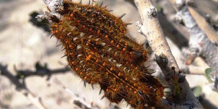Larvas de mariposas.