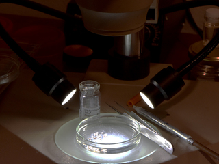 Figura 1: El momento de la observación y estudio de los ejemplares del anfípodo anónimo, en una placa petri bajo la lupa binocular.