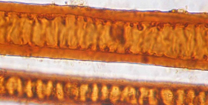 Fibras asociadas a Tabletas de Rapé. Fotografía bajo microscopio óptico, 400X y luz transmitida. Fotógrafía: F. Espinosa