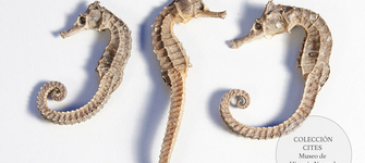 Caballos de mar, Cites apéndice II. Depósito legal Museo de Historia Natural de Valparaíso.