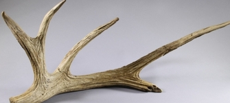 Período paleoindio.