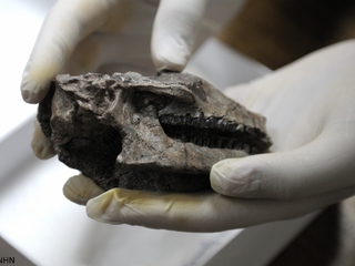 Colecciones del museo