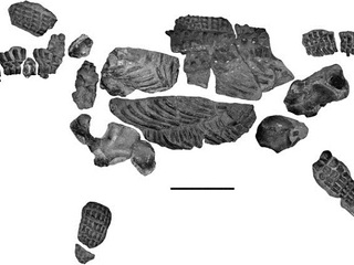 Elasmosáurido Cretácico, Chile.