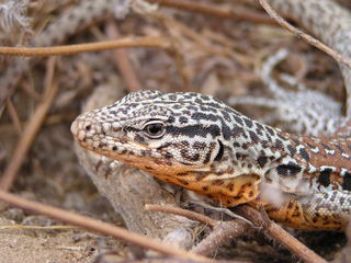 Iguana chilena (Callopistes palluma).