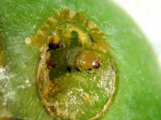 Larva de Lobesia botrana en baya de uva
