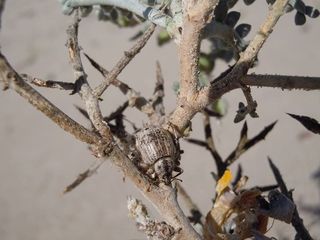 Geosphaeropterus pegnai Elgueta, 2013.