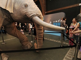 Itinerancia Gonfoterios en Valdivia