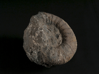 Catutosphinctes cf. americanensis. Vista lateral