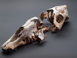 Cráneo caballo equuus (amerhippus) sp. con impacto naso-frontal.