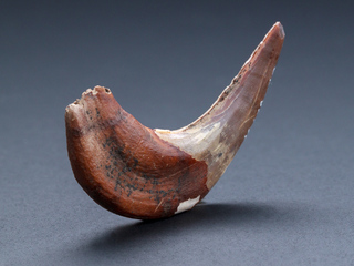 Canino paleolama sp. juvenil