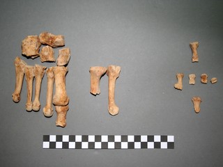 estándar de registro visual Dibam para cuerpos bioantropológicos