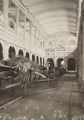 ballena para pag.jpg