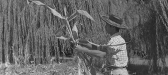 Marcos Chamudes, Campesino en faenas agrícolas