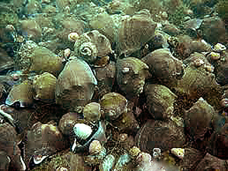 “Maicillo” Ref. Cantillánez et al (2011).