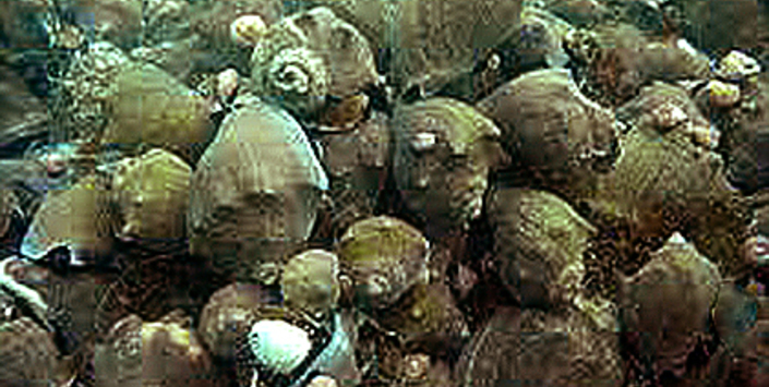 “Maicillo” Ref. Cantillánez et al (2011).