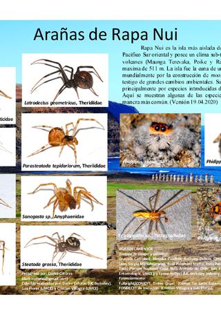 Arañas de Rapa Nui