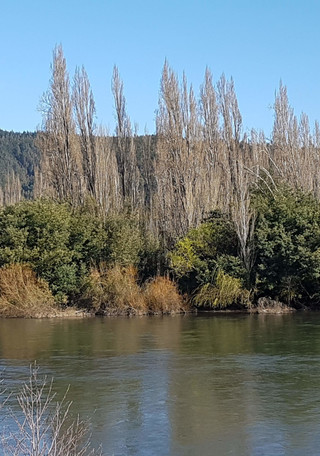 Mimbre naturalizado en el río Biobío. (Foto: Gloria Rojas).
