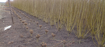 Cultivo de mimbre en Chimbarongo. (Foto: Franciasco Urra).