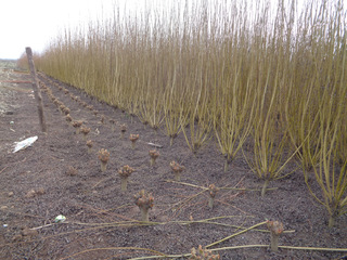 Cultivo de mimbre en Chimbarongo. (Foto: Franciasco Urra).