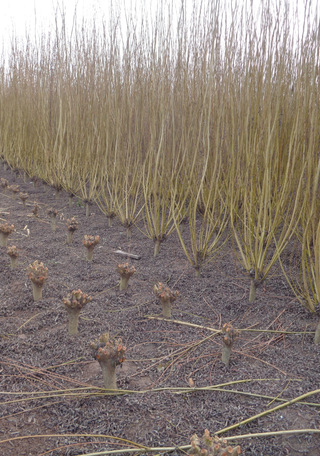 Cultivo de mimbre en Chimbarongo. (Foto: Franciasco Urra).
