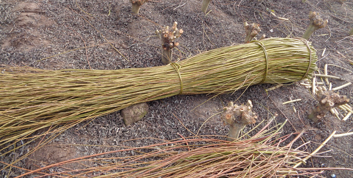 Cosecha de mimbre. (Foto: Franciasco Urra).