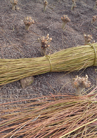Cosecha de mimbre. (Foto: Franciasco Urra).
