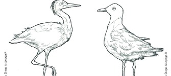 garza - gaviota franklin