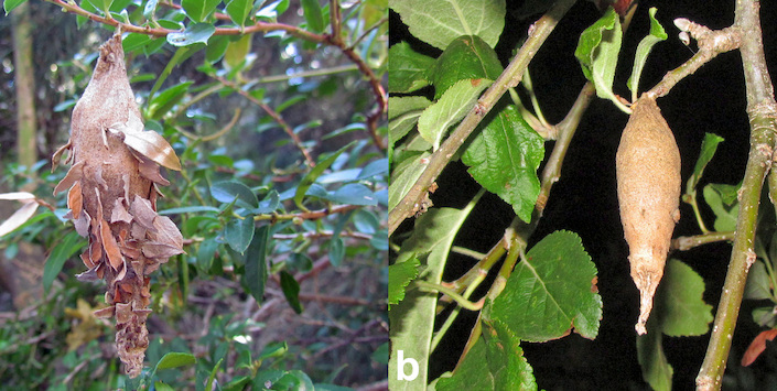 Capullos de Thanatopsyche chilensis en su capullo, a) en mirtácea, b) en manzano.