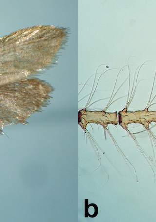 Neoplacodoma stehbergi a) macho en vista dorsal (escala = 5 mm), b) detalle de la antena (escala = 0,5 mm).
