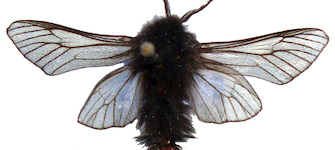 Macho adulto de Thanatopsyche chilensis (escala = 10 mm)