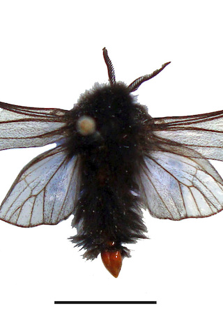 Macho adulto de Thanatopsyche chilensis (escala = 10 mm)