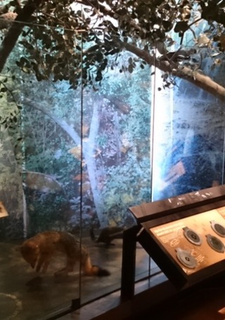 Biodiversidad en la región central