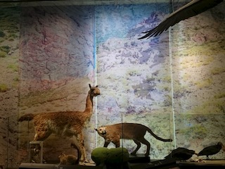 Biodiversidad en la región central