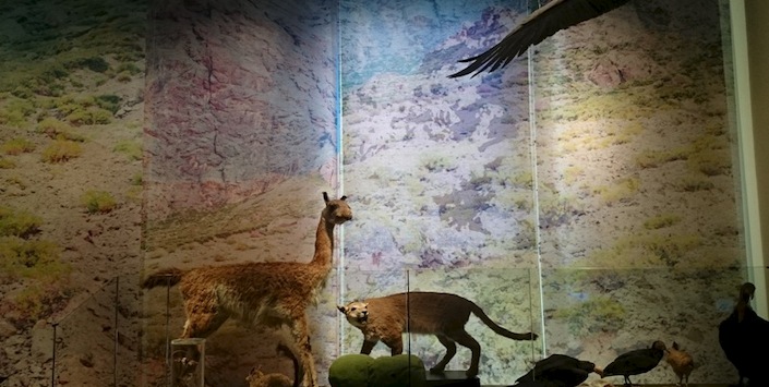 Biodiversidad en la región central