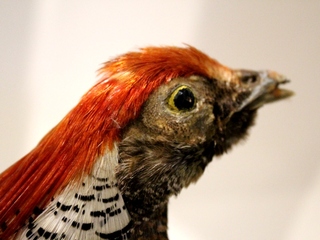 La Pieza del Mes: un Homenaje a los 139 año del Museo