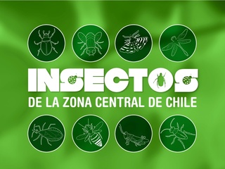 Insectos de la zona central de Chile