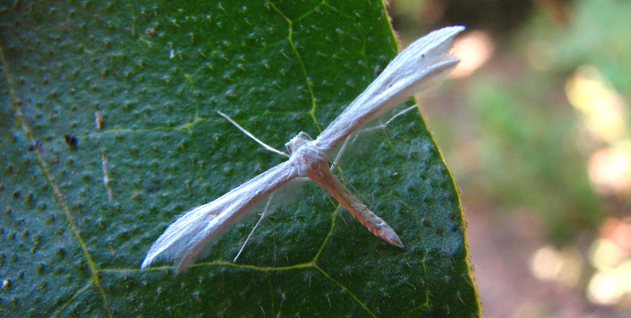 Pterophoridae en reposo.