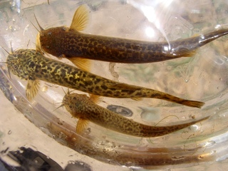 Peces Dulceacuícolas de la región de Valparaíso