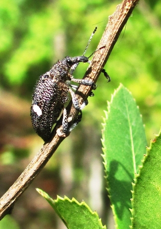Adulto de Dicordylus binotatus en "bollén".