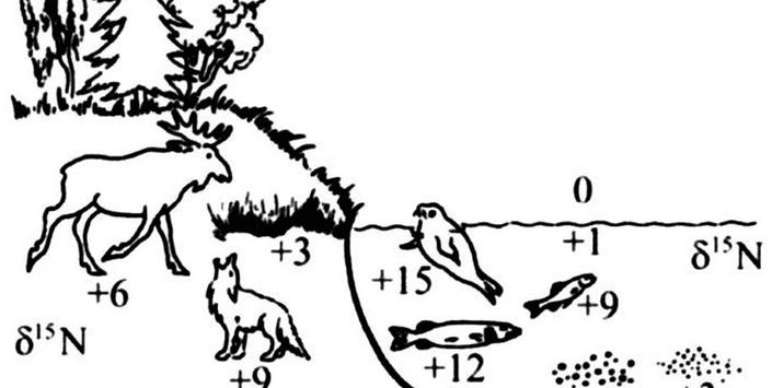 Cadena trófica (Salazar-García, 2009)