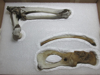  Interior contenedor material óseo.(Archivo CNCR, Elgueta, J. 2020)