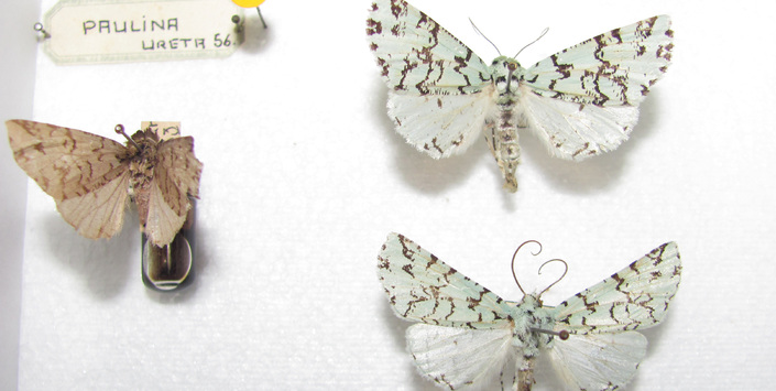 Ejemplares de Leucolithodes paulina, de la Colección Nacional de Lepidoptera (MNHN).