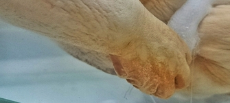 Detalle siamesa bicéfala. Colecciones de teratología MHNV